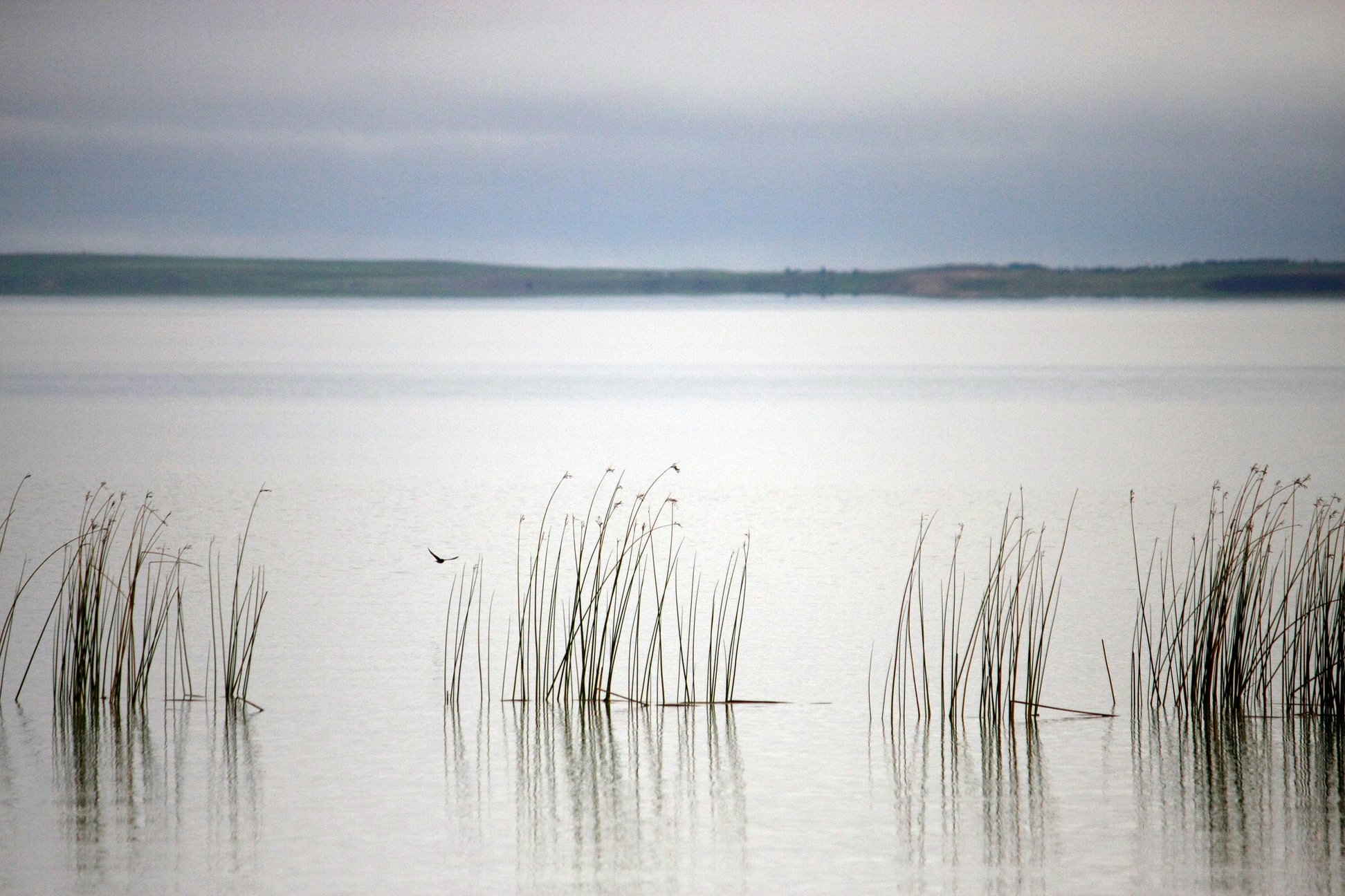 Silver Lake with Reeds